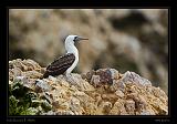 Ballestas Islands 023